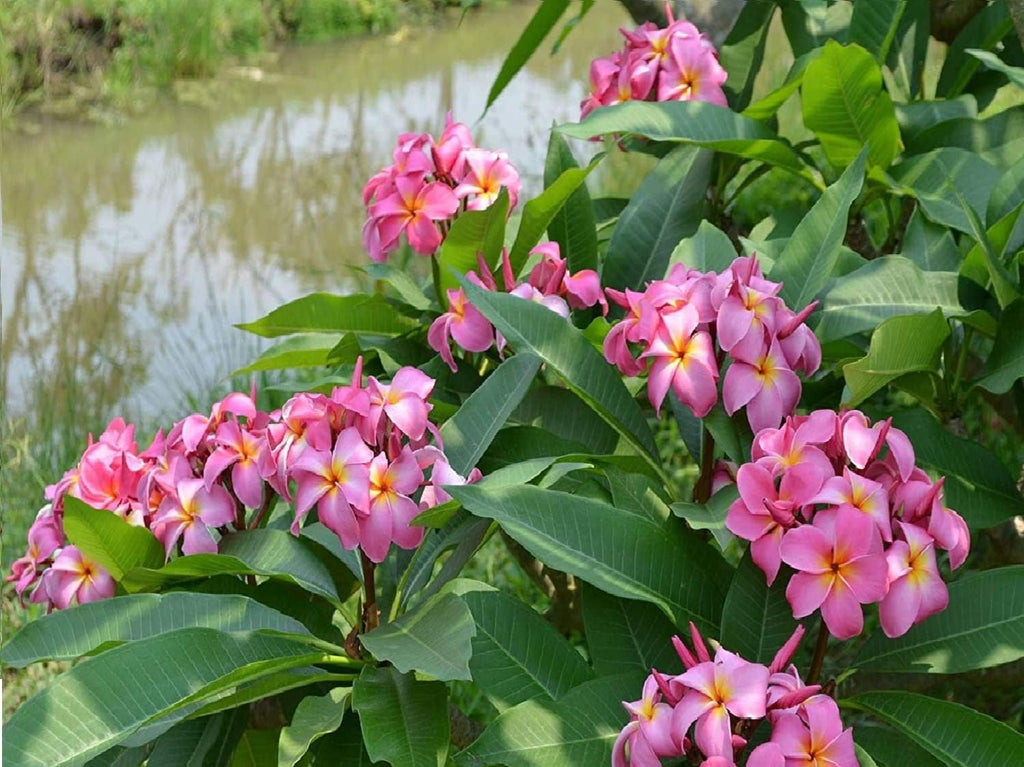 Plumeria Frangipani Plant Cuttings Pink - 10 Inch D618557