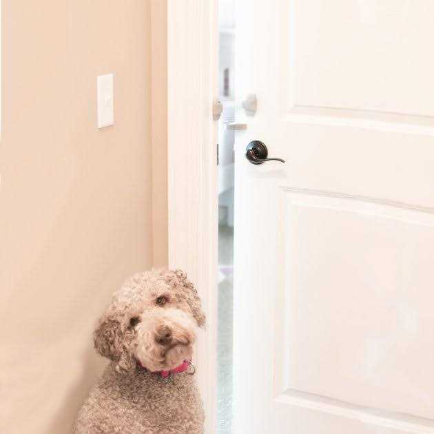 Door Paw-tector for Dogs N8829