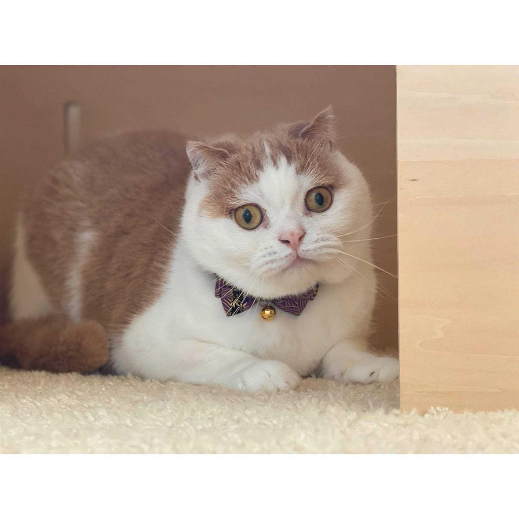 Bow Tie Cat Collar D87233