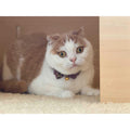 Bow Tie Cat Collar D87233