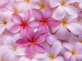 Plumeria Frangipani Plant Cuttings Pink - 10 Inch D618557