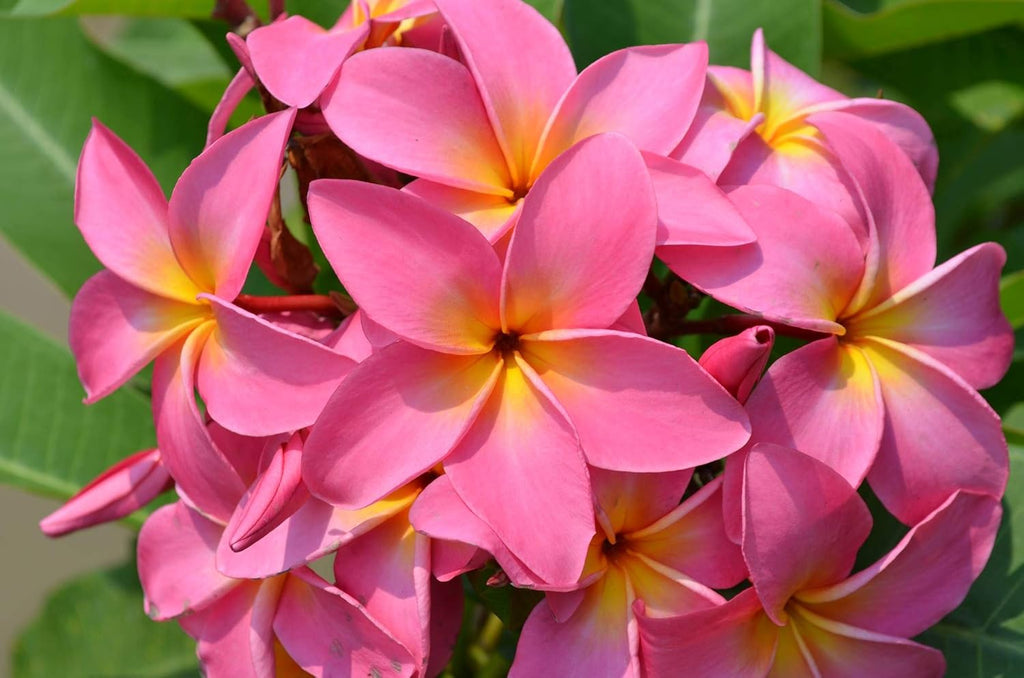 Plumeria Frangipani Plant Cuttings Pink - 10 Inch D618557