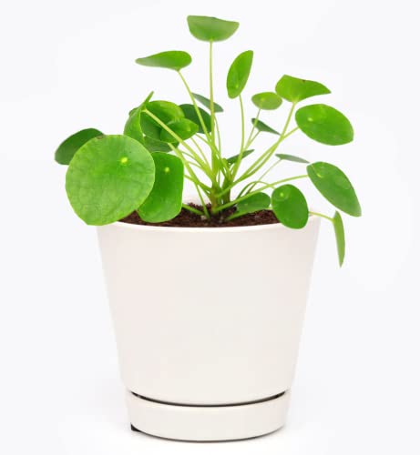 Pilea Peperomioides (4"/6" Pot) Houseplant W2777