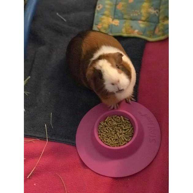 Tip-Proof Bowl for Guinea Pigs and Small Pets R533