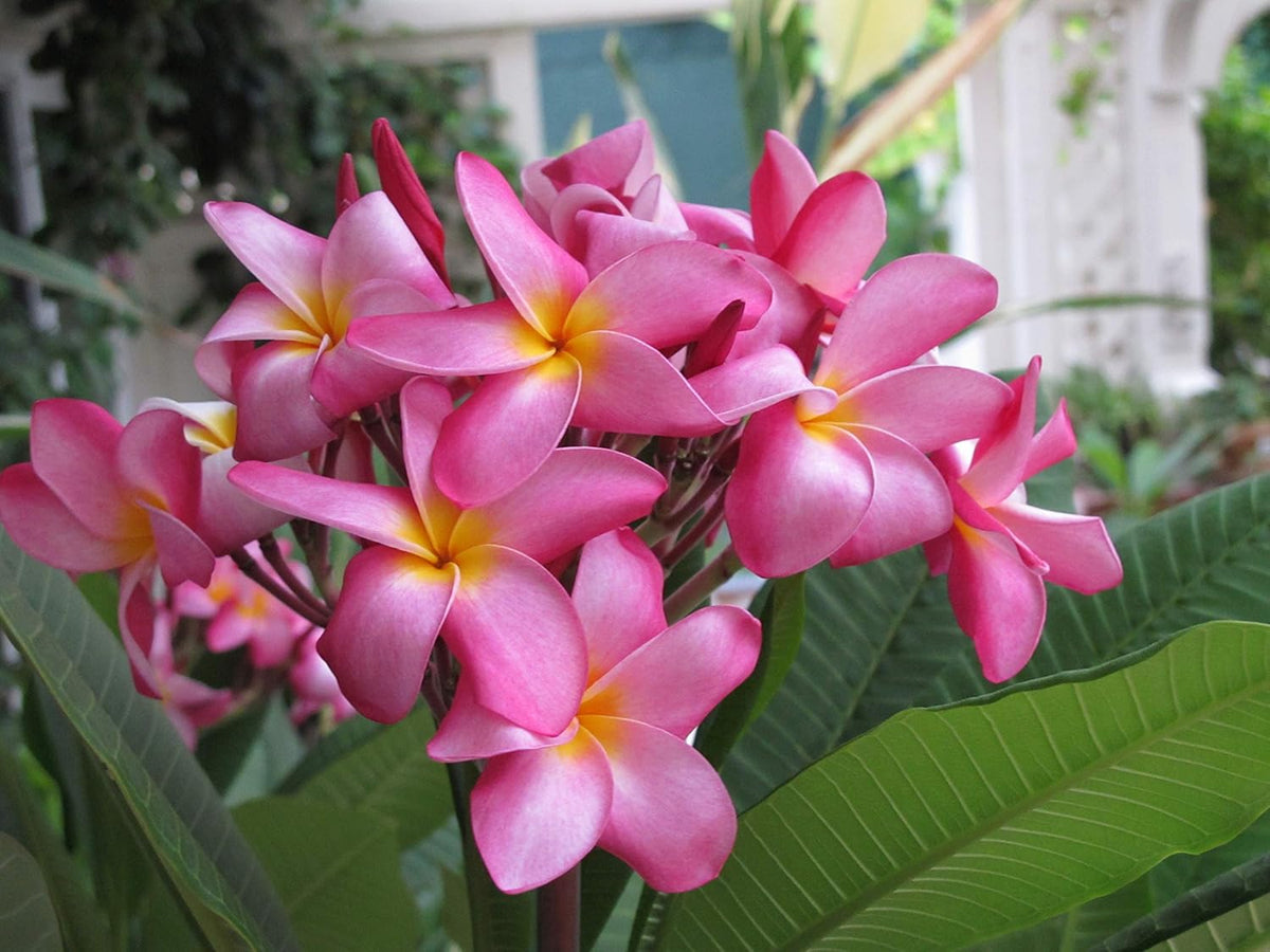 Plumeria Frangipani Plant Cuttings Pink - 10 Inch D618557