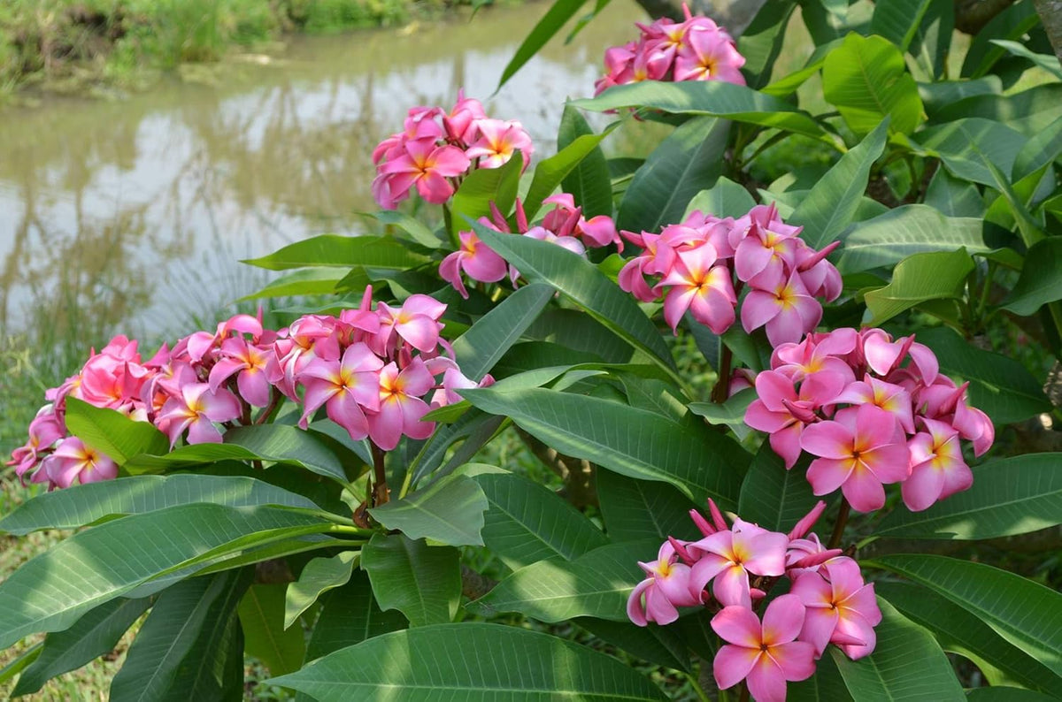 Plumeria Frangipani Plant Cuttings Pink - 10 Inch D618557