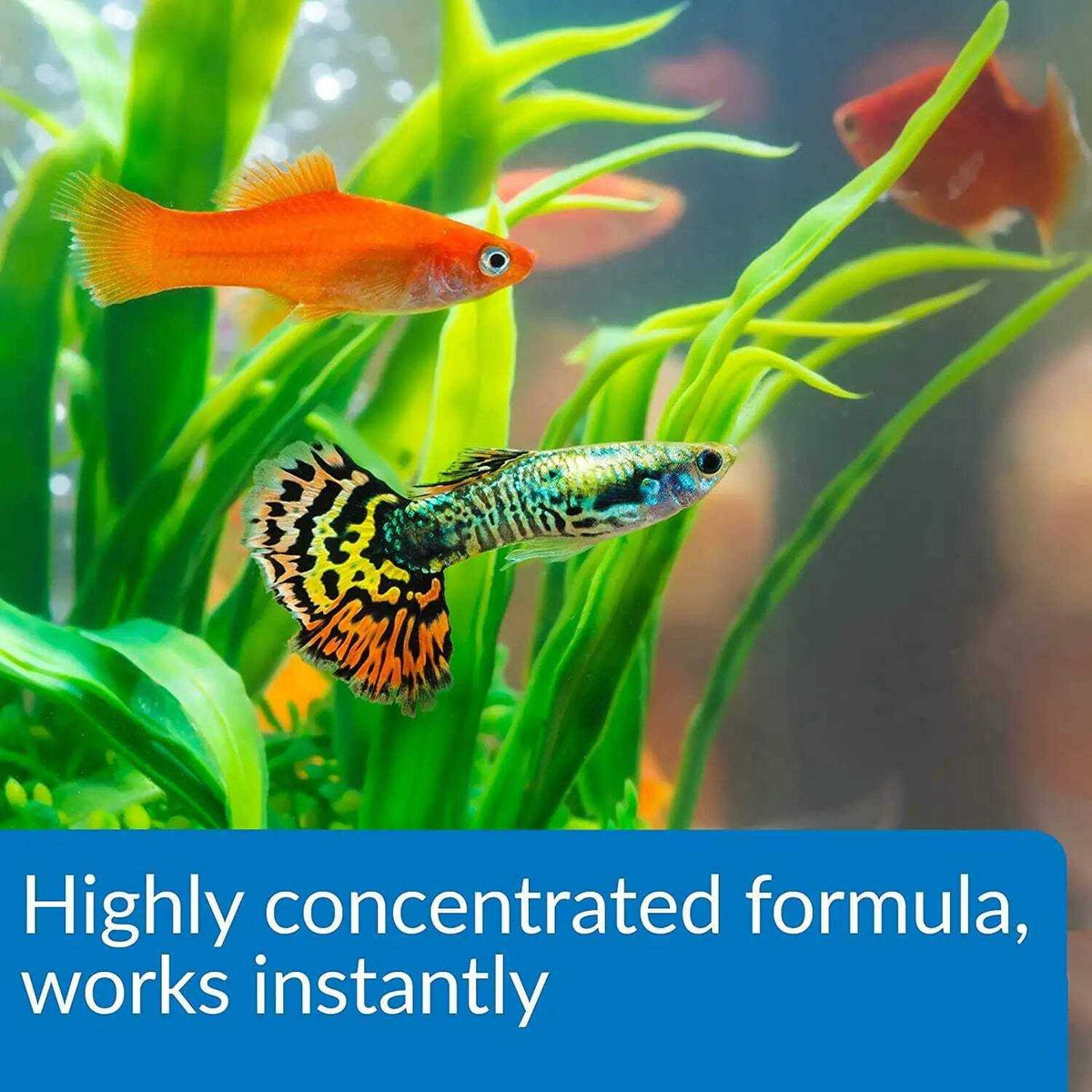 Aqua Essential Water Conditioner D5339