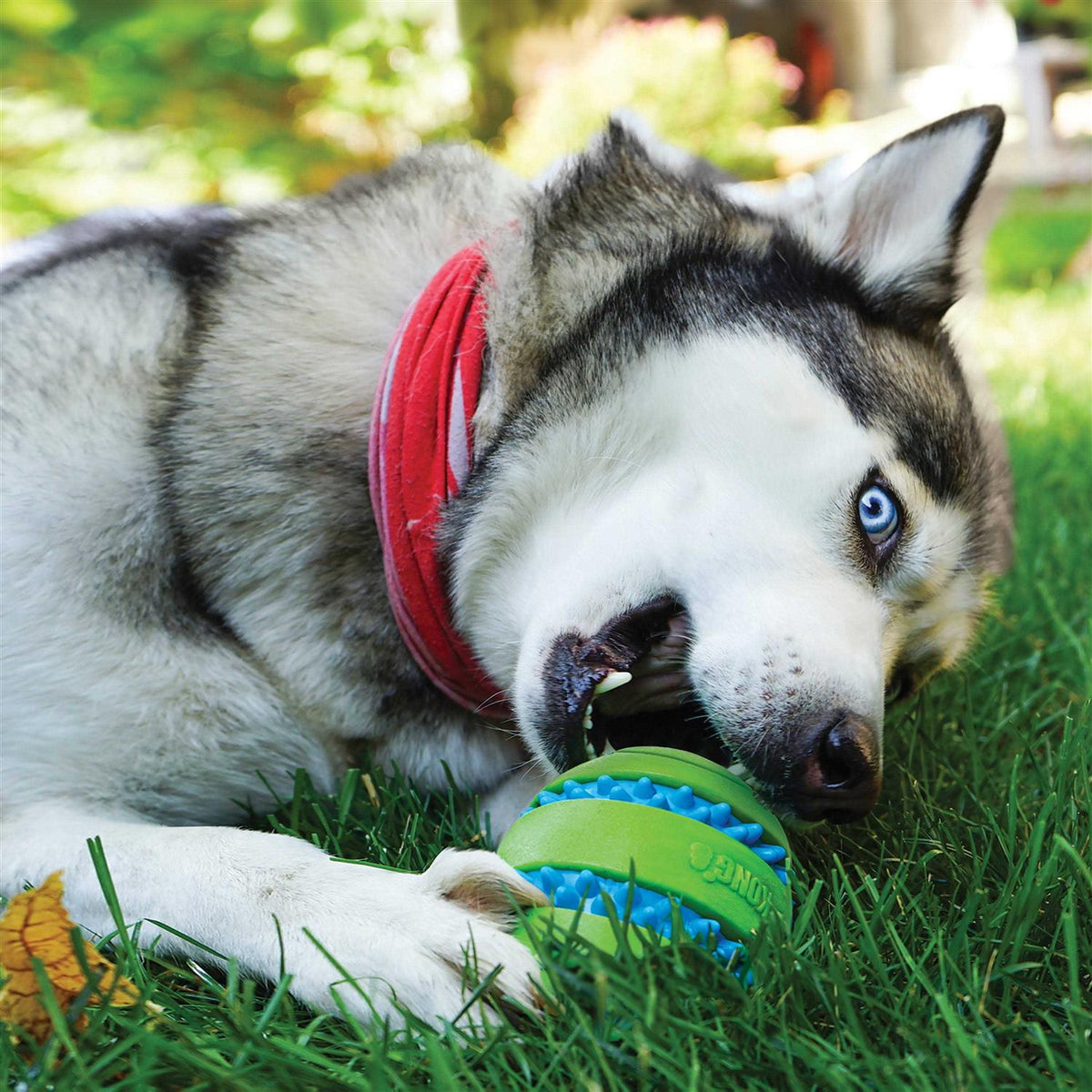 Dog Toy X7756