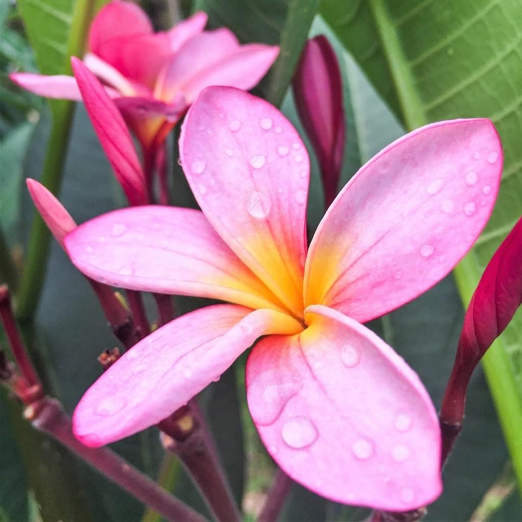 Plumeria Frangipani Plant Cuttings Pink - 10 Inch D618557