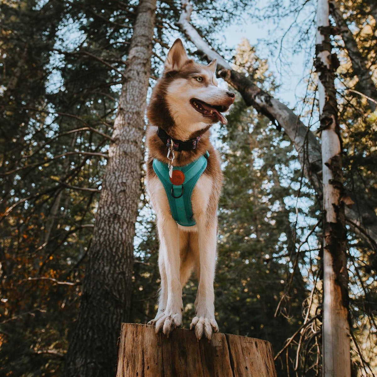 Dog Harness A95133
