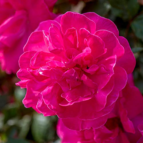 Pink Climbing Rose Live Plant K64702