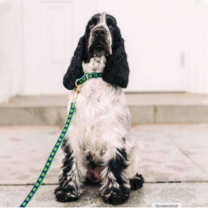 Dog Collar B857