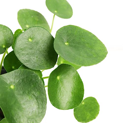 Pilea Peperomioides (4"/6" Pot) Houseplant W2777
