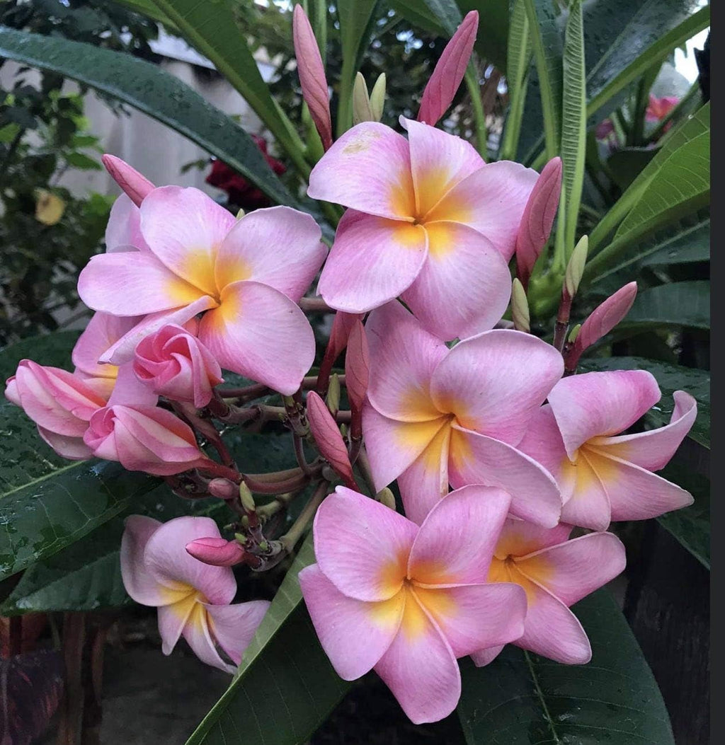 Plumeria Frangipani Plant Cuttings Pink - 10 Inch D618557