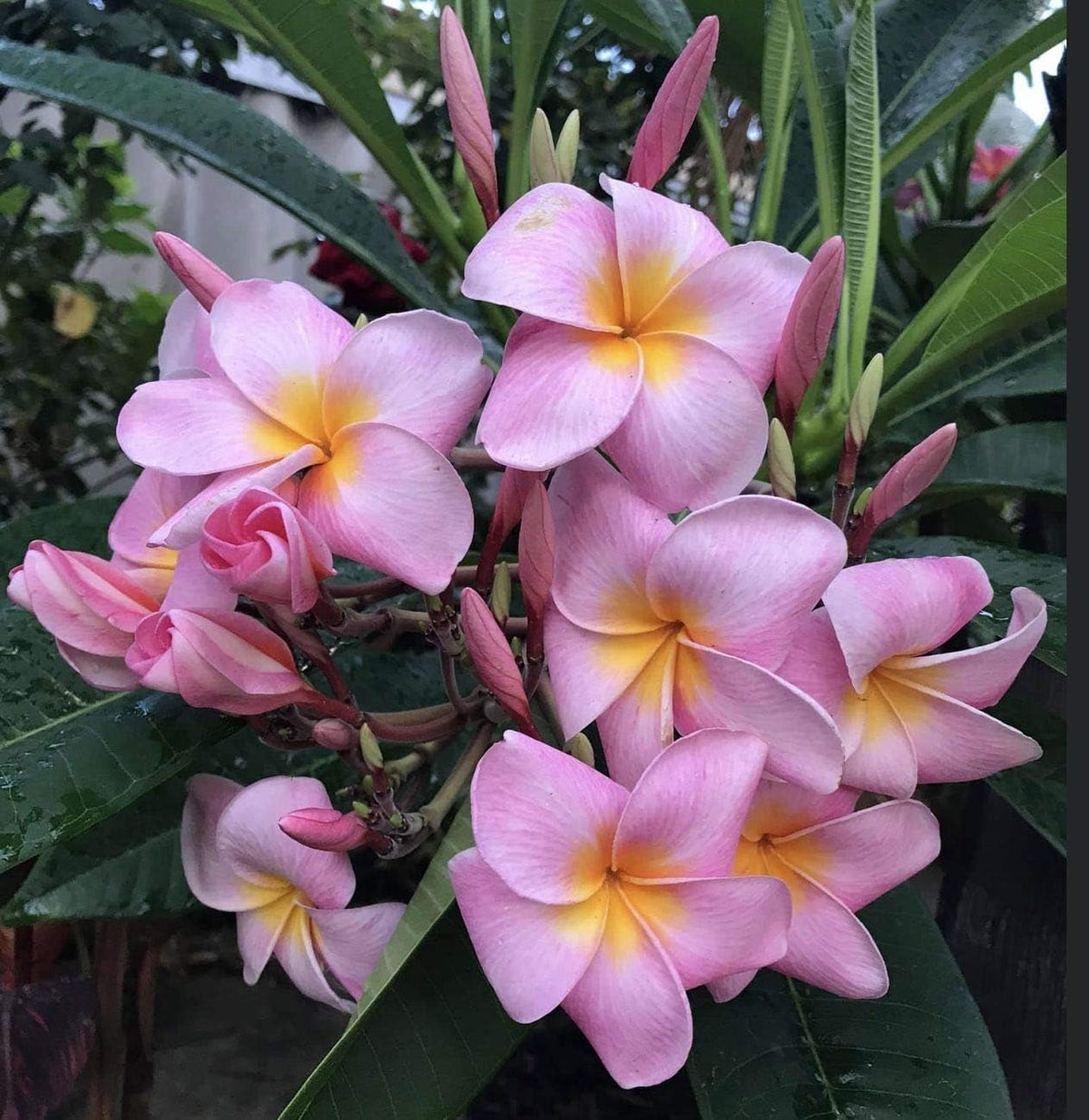Plumeria Frangipani Plant Cuttings Pink - 10 Inch D618557