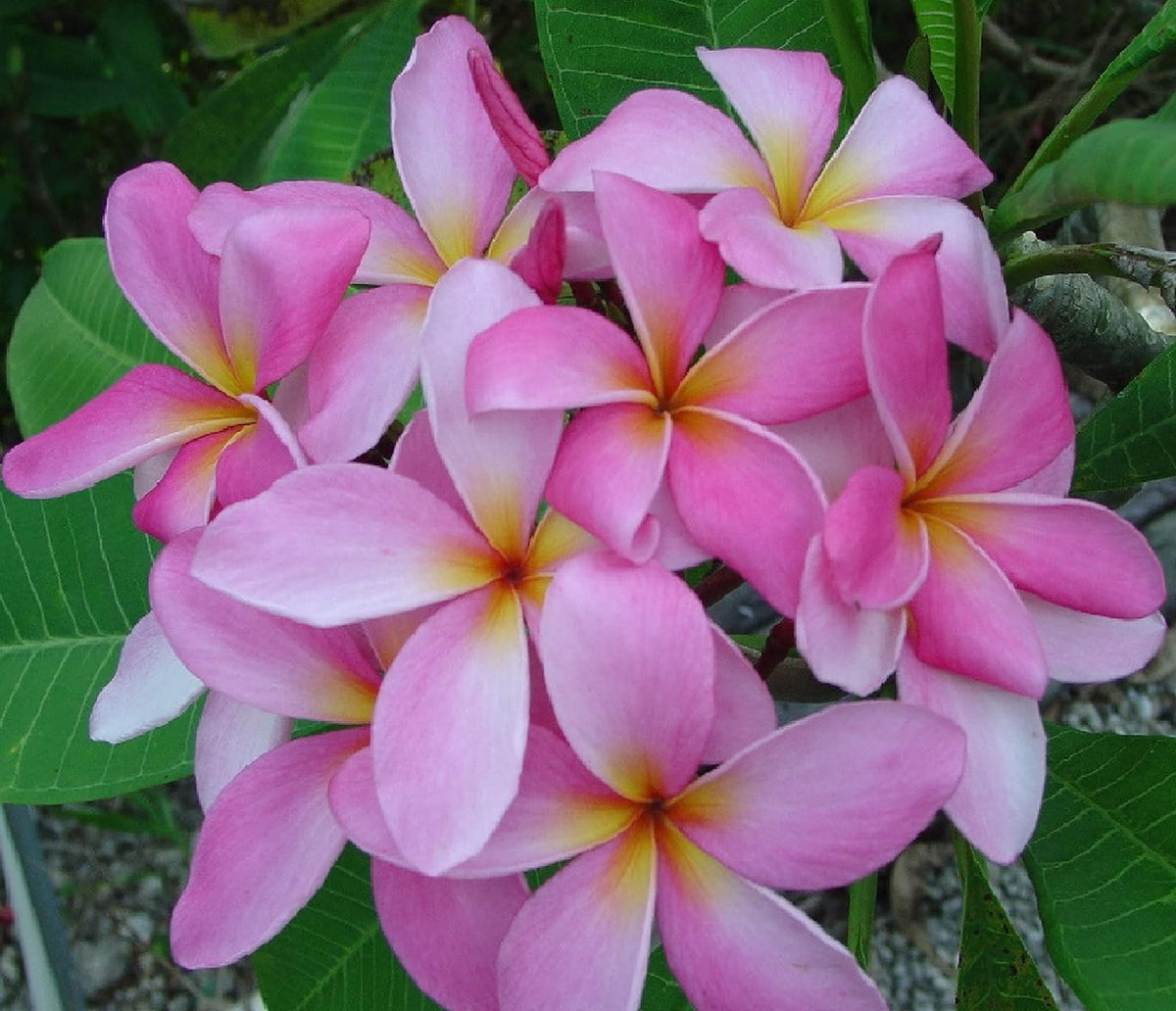 Plumeria Frangipani Plant Cuttings Pink - 10 Inch D618557