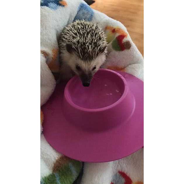 Tip-Proof Bowl for Guinea Pigs and Small Pets R533