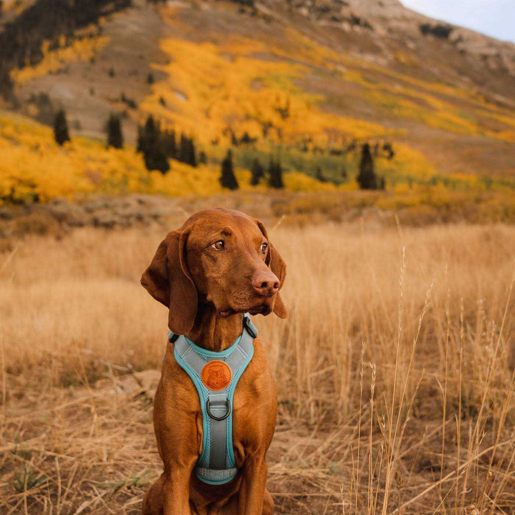 Dog Harness A95133