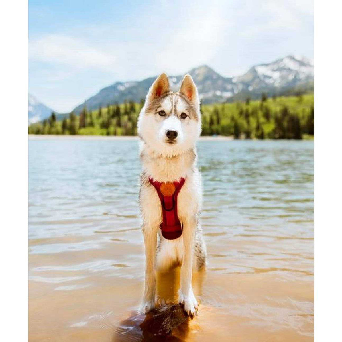 Dog Harness A95133