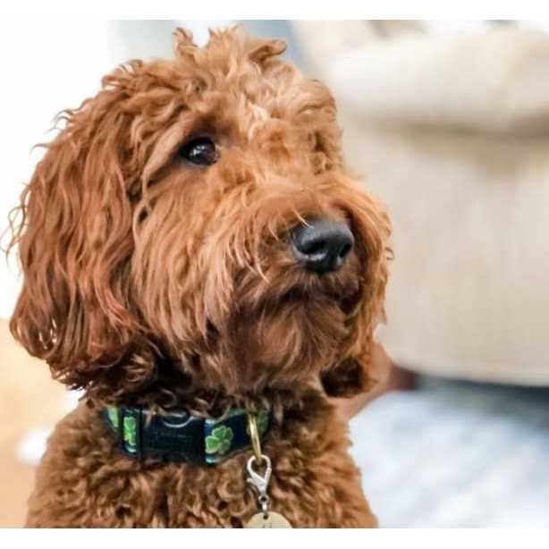 Dog Collar B857