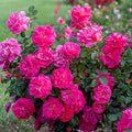 Pink Climbing Rose Live Plant K64702