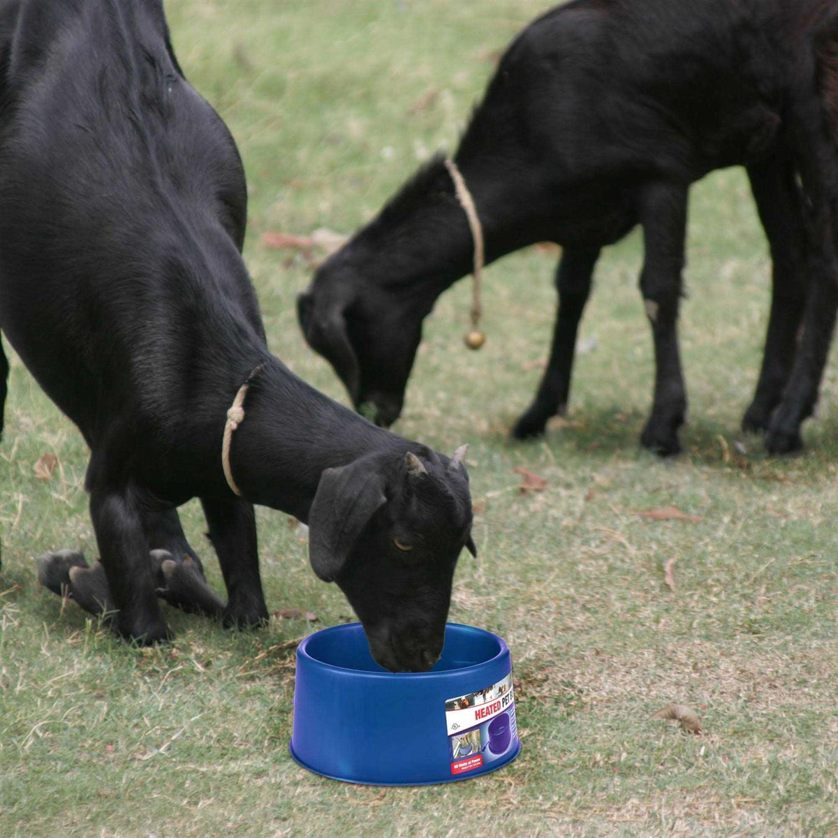 6 Qt. Round Heated Plastic Pet Bowl X5284