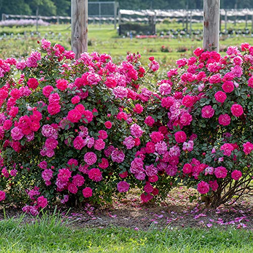 Pink Climbing Rose Live Plant K64702